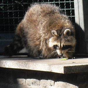raccoon 050910