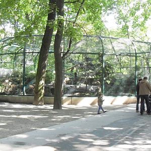 siberian eagle owl aviary 050910