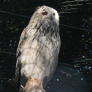 siberian eagle owl  050910