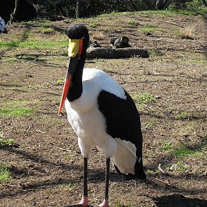 saddlebill stork 050910