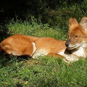 dhole 050910