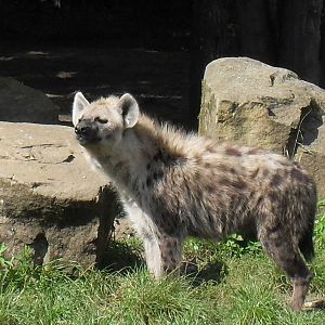 spotted hyena 050910