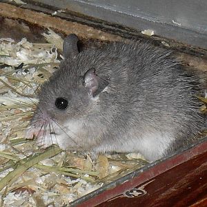 spiny mouse species 050910