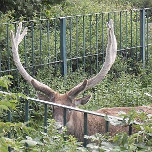 thorolds deer 050910