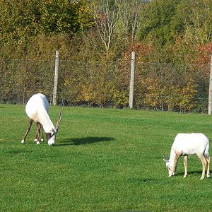 Arabian oryxes at Marwell Wildlife, 30 October 2010
