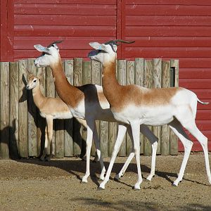 Dama gazelles at Marwell Wildlife, 30 October 2010
