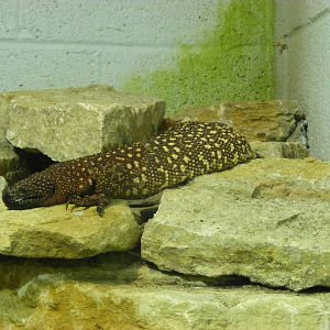 Beaded lizard at Marwell Wildlife, 30 October 2010