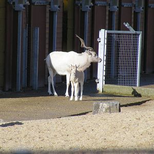 Addaxes at Marwell Wildlife, 30 October 2010