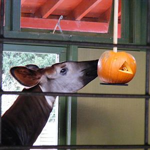 Okapi at Marwell Wildlife, 30 October 2010