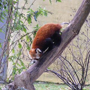 Chilli the red panda at Marwell Wildlife, 30 October 2010