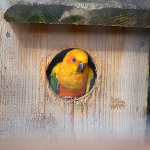 Sun conure at Marwell Wildlife, 30 October 2010
