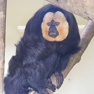 White-faced saki monkey at Marwell Wildlife, 30 October 2010