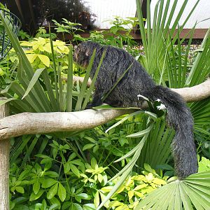 White-faced saki monkey at Marwell Wildlife, 30 October 2010