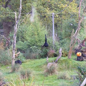 Siamang gibbons at Marwell Wildlife, 30 October 2010