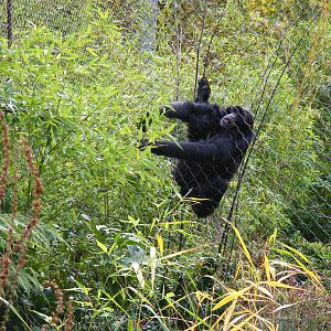 Siamang gibbon at Marwell Wildlife, 30 October 2010