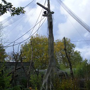 Siamang gibbon at Marwell Wildlife, 30 October 2010