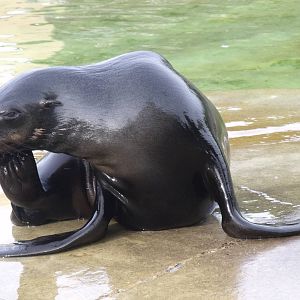 South African Fur Seal