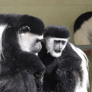 Colobus Monkeys