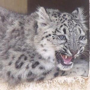 Snow Leopard Cub