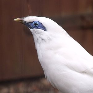 Bali Starling/ Rothschilds Mynah
