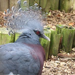 Victoria Crowned Pigeon