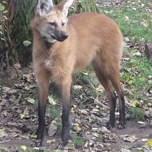 Maned Wolf