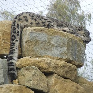 Rocky the Snow Leopard