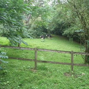 Ostriches - 27.07.2010