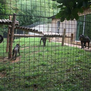 Mandrills - 27.07.2010