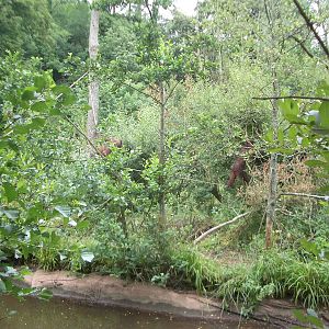 Orag Utans - 27.07.2010