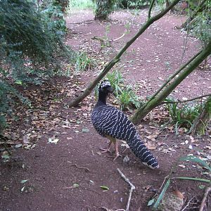 Paignton Zoo - 27.07.2010