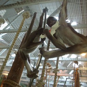 Spider Monkeys - 27.07.2010