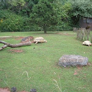 Tortoises - 27.07.2010