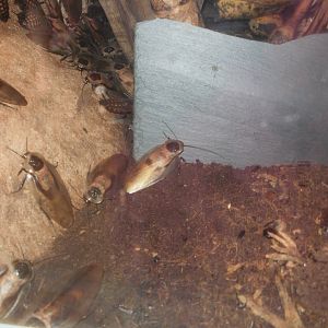 Paignton Zoo - 27.07.2010