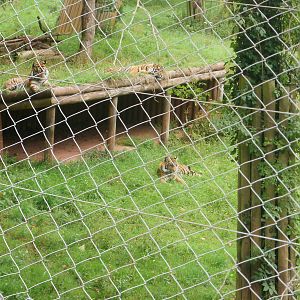 Sumatran Tigers - 27.07.2010