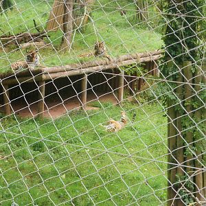 Sumatran Tigers - 27.07.2010