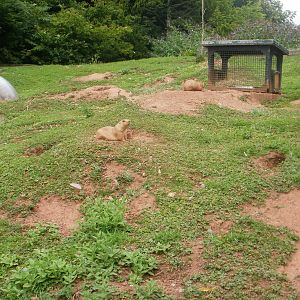 Prairie Dogs - 27.07.2010