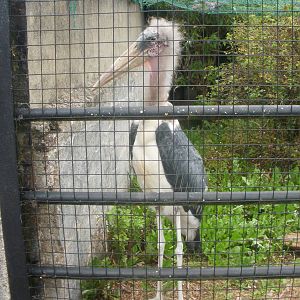 Paignton Zoo - 27.07.2010