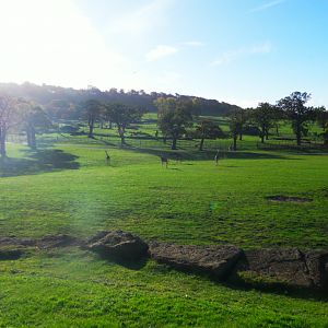 East African Game reserve