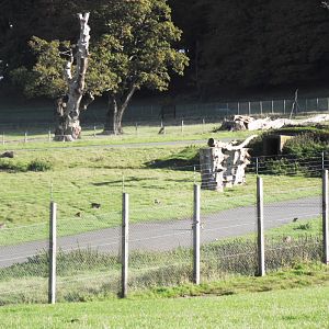 the monkeys tht escaped back into the reserve :P