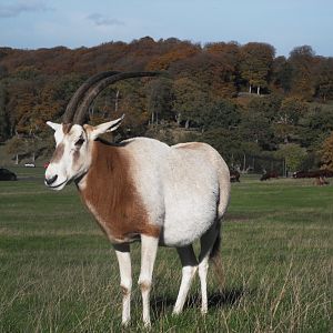 drew the breeding bull from woburn