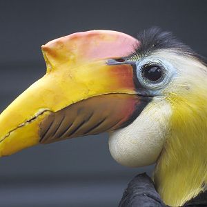 Wrinkled hornbill