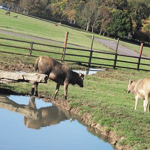 Pere Davids Deer stag ( his antlers have been sorn off )