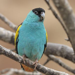 Hooded parakeet
