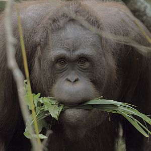 Bornean orang