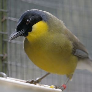 Blue-crowned laughing thrush