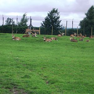 Axis Deer - 07.08.2010