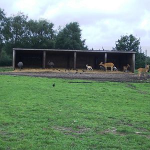 Axis Deer and Emu - 07.08.2010