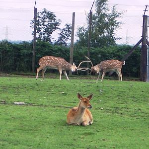 Axis Deer - 07.08.2010