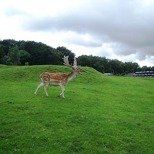 Fallow Deer - 07.08.2010